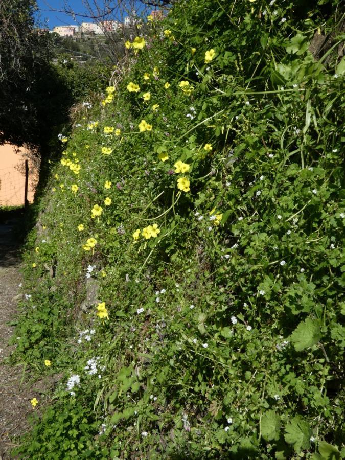 Il Laghello Di Amina Villa Framura Eksteriør bilde